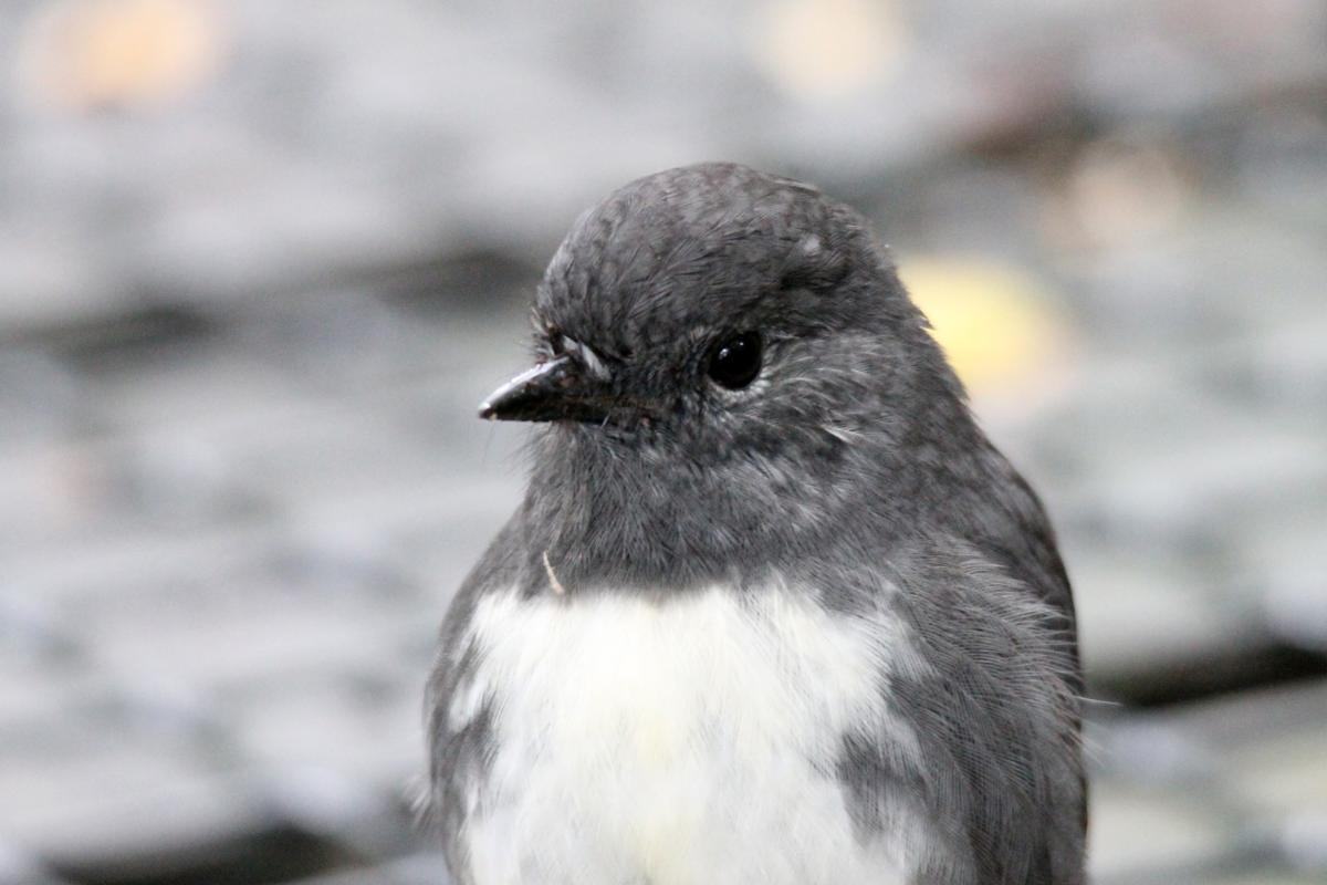 New Zealand Robin (Petroica australis)